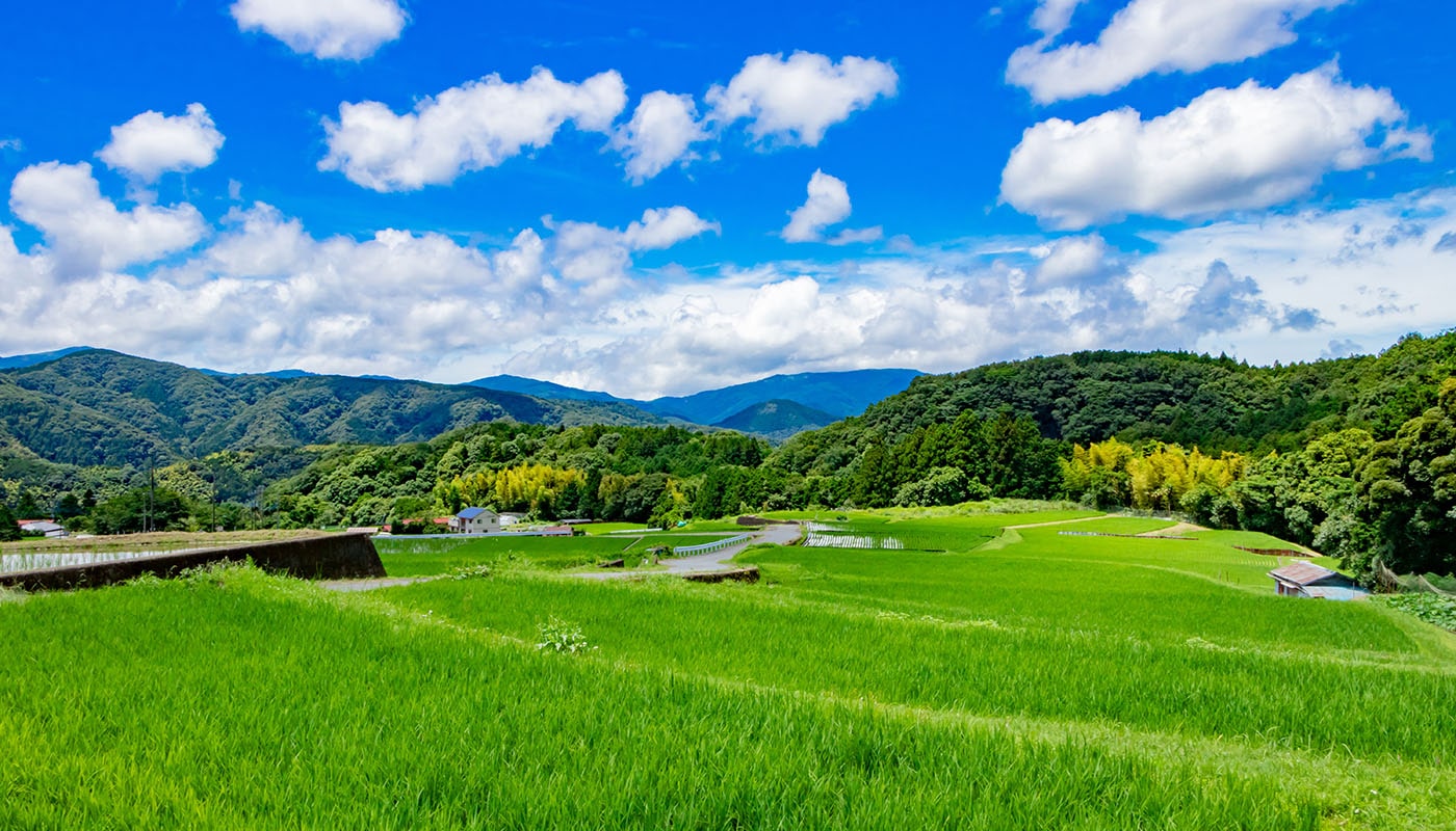 田んぼと青い空