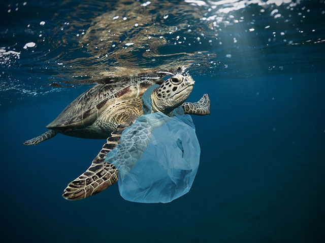 見逃せないマイクロプラスチック