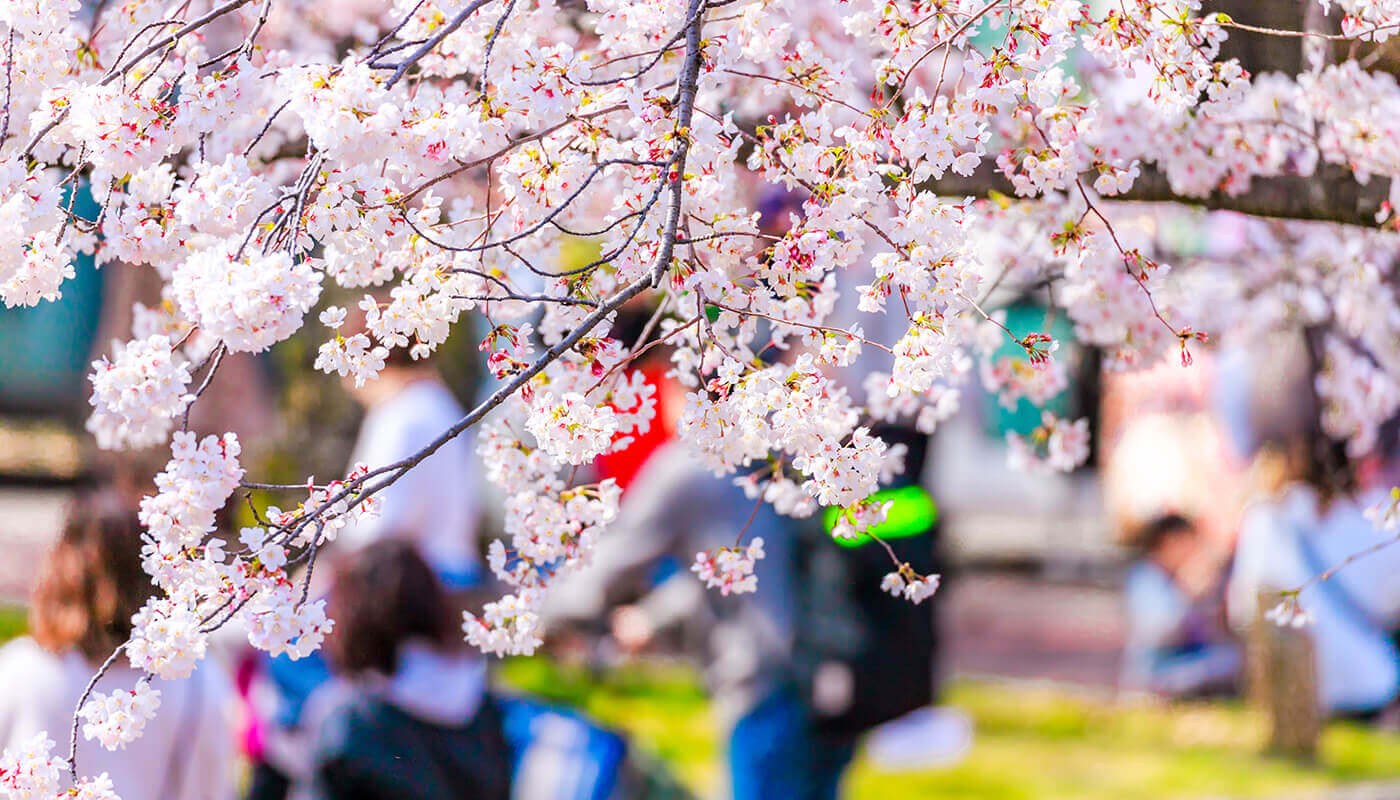 4月の行事 お花見 4月頃