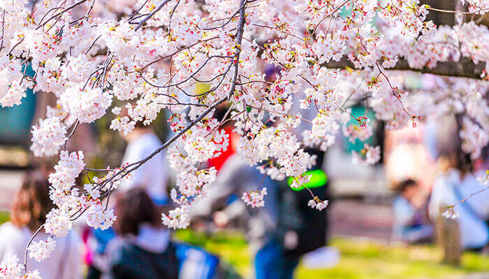 4 April お花見