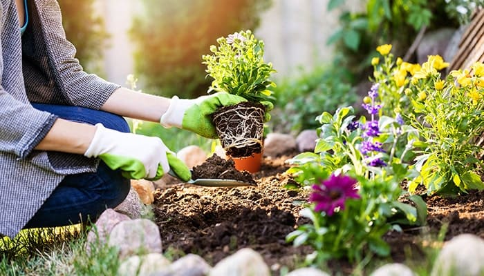 花壇に花を植えるイメージ