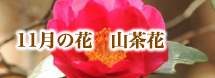 11月の花　山茶花