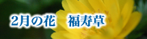 2月の花　福寿草