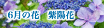 6月の花　紫陽花