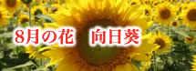 8月の花　向日葵