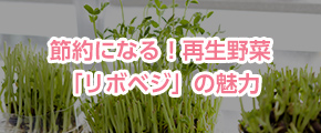 節約になる！再生野菜「リボベジ」の魅力