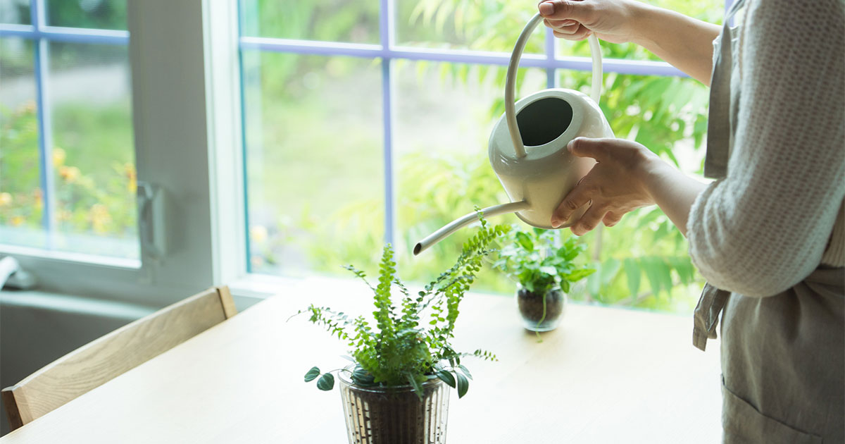 インテリアにおすすめの観葉植物 育て方 飾り方は E Life不動産情報 住まいの情報ナビ インテリアにおすすめの観葉植物 育て方 飾り方は E Life不動産情報 住まいの情報ナビ