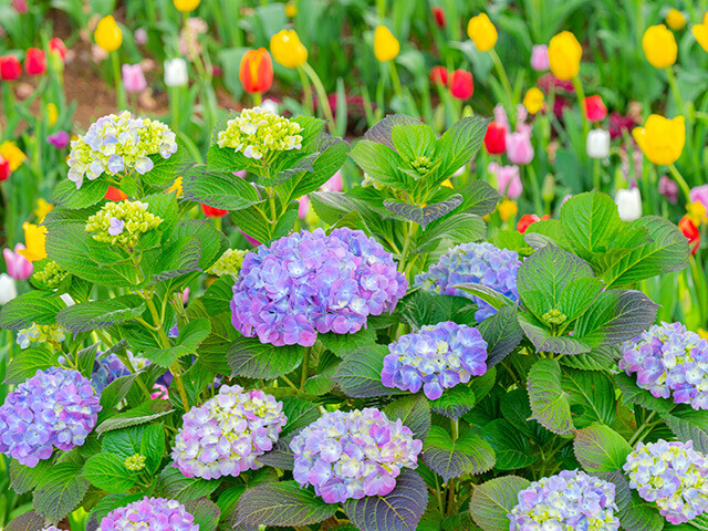 室内やベランダの「植物」にも注意！