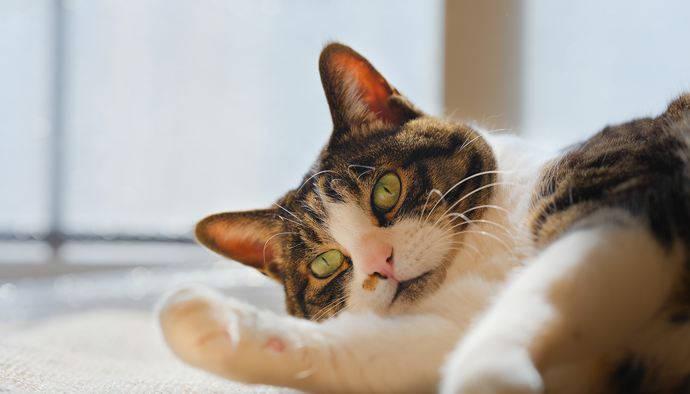 飼育できるペットの種類・サイズ・頭数は?