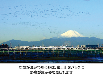 空気が澄みわたる冬は、富士山をバックに野鳥が飛ぶ姿も見られます