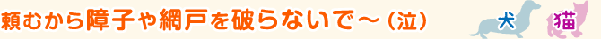 頼むから障子や網戸を破らないで~(泣)
