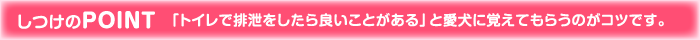 しつけのPOINT 「トイレで排泄をしたら良いことがある」と愛犬に覚えてもらうのがコツです。
