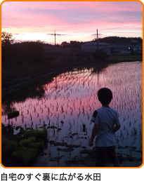 自宅のすぐ裏に広がる水田