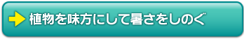 植物を味方にして暑さをしのぐ