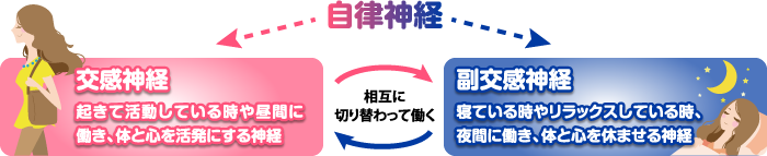 交感神経と副交感神経の働き／図