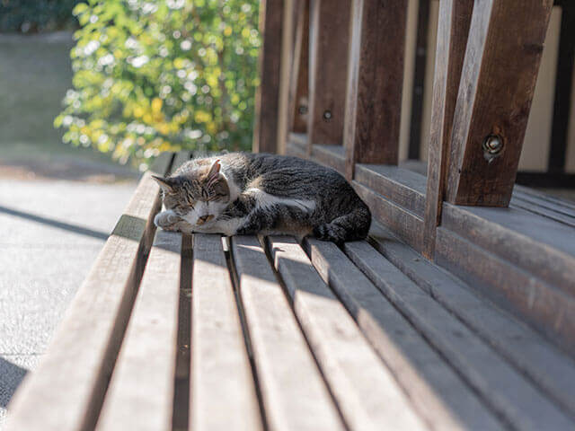 ゲーム ねこあつめ(イメージ)