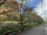 桜並木　10m